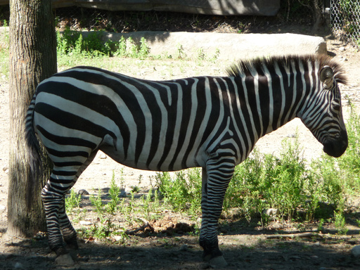 Rhode Island Zebra